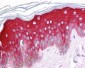 PIAS3 Antibody (C-Terminus)